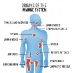Noster Probiotics - Organs of the Immune System