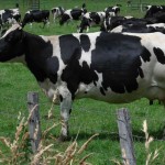 Cow, lactose intolerance