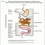 Distribution of microbes in the gut