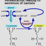 lactic acid production due to fermentation