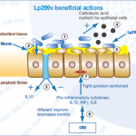 Actions of Lactobacillus plantarum