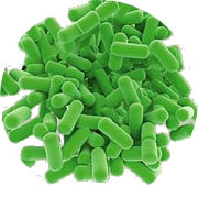 Lactobacillus plantarum