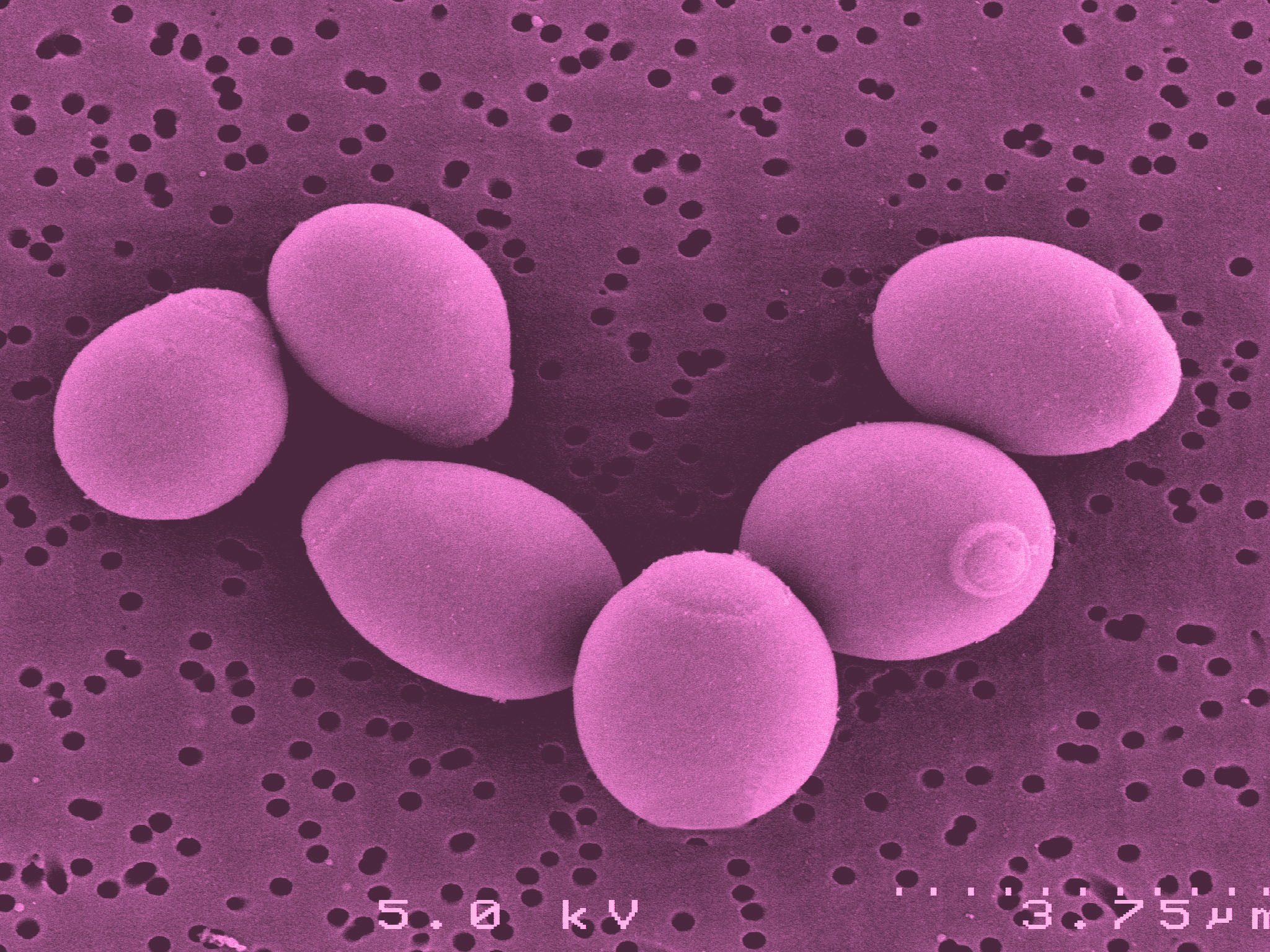 Saccharomyces boulardii - Wikipedia, la enciclopedia libre