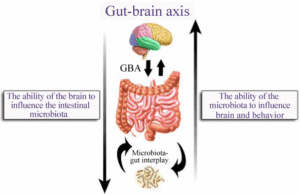 Gut bacteria may contribute to autism autism signs