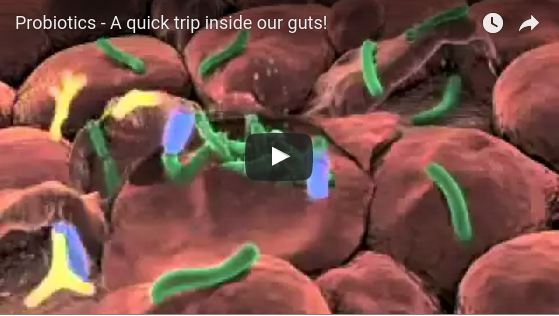 Noster Probiotics - A quick trip inside our guts