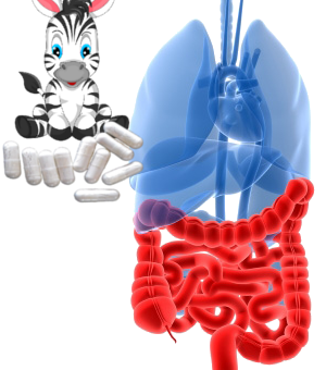 IBS Irritable Bowel Syndrome Treatment With A Probiotic