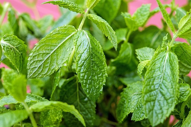 IBS (Irritable Bowel Syndrome) peppermint plant