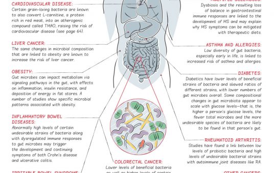 The Link Between Gut Bacteria and Health