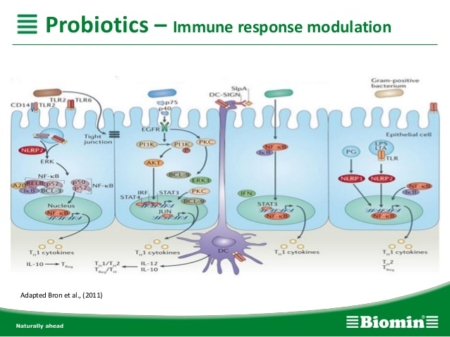 Probiotics Immune response modulation Noster ProBiotics
