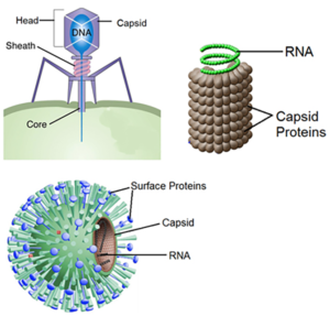 Coronavirus - What is a virus - Structure of viruses
