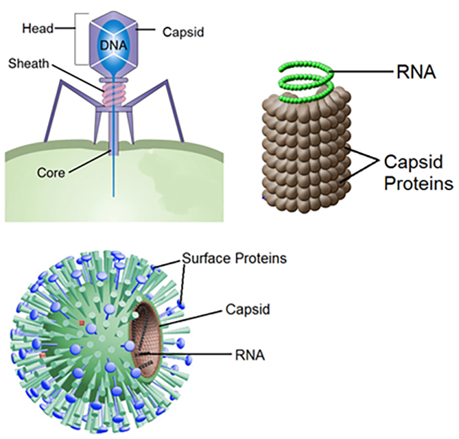 Structure of viruses