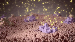 Noster Probiotics - Safety and Side effects of live probiotics - Gut bacteria